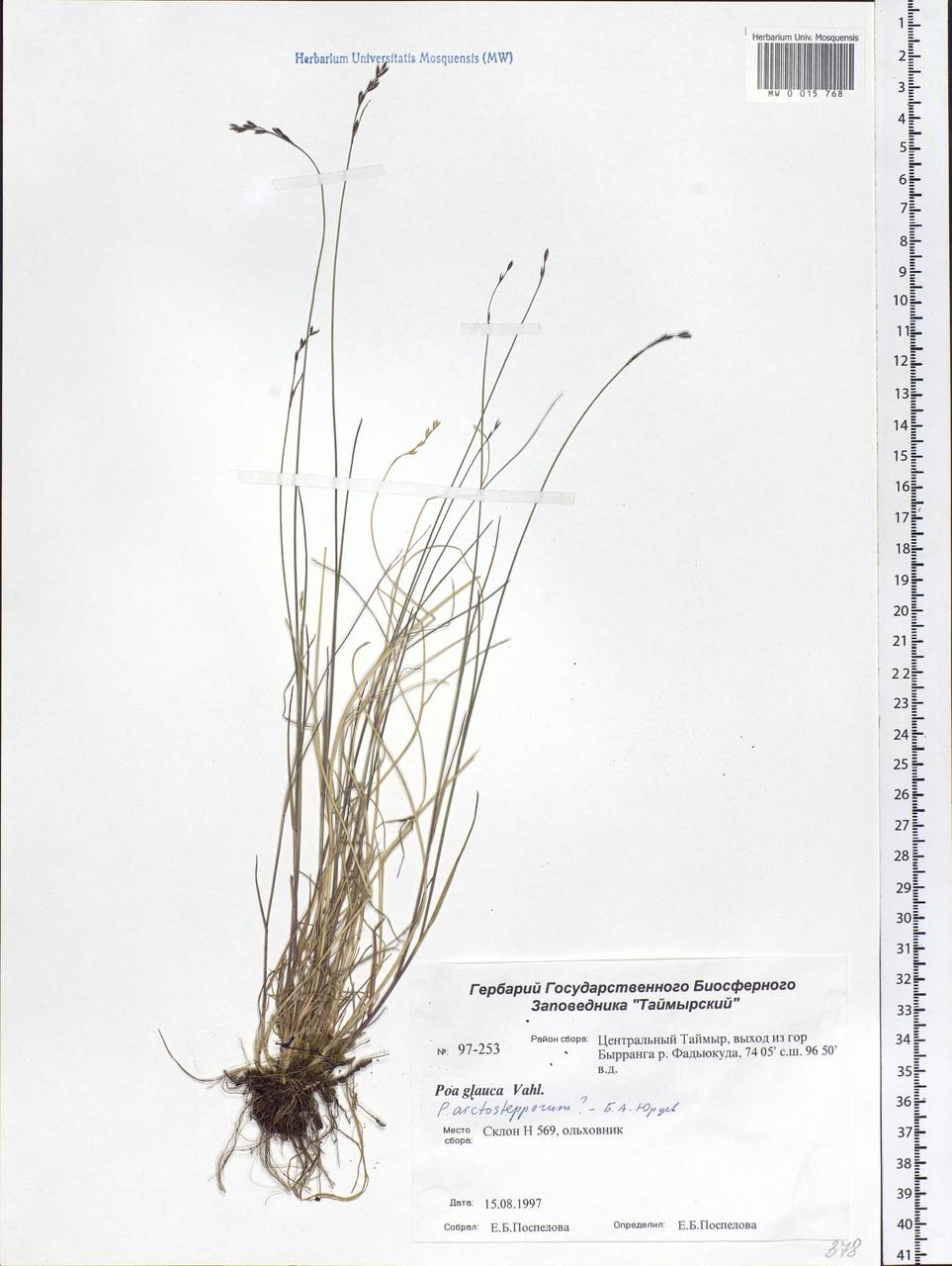 Poa glauca Vahl, Siberia, Central Siberia (S3) (Russia)