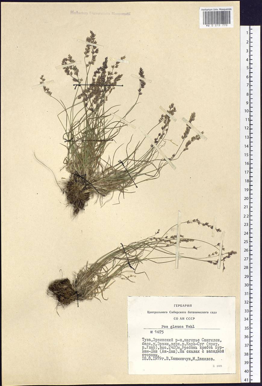 Poa glauca Vahl, Siberia, Altai & Sayany Mountains (S2) (Russia)