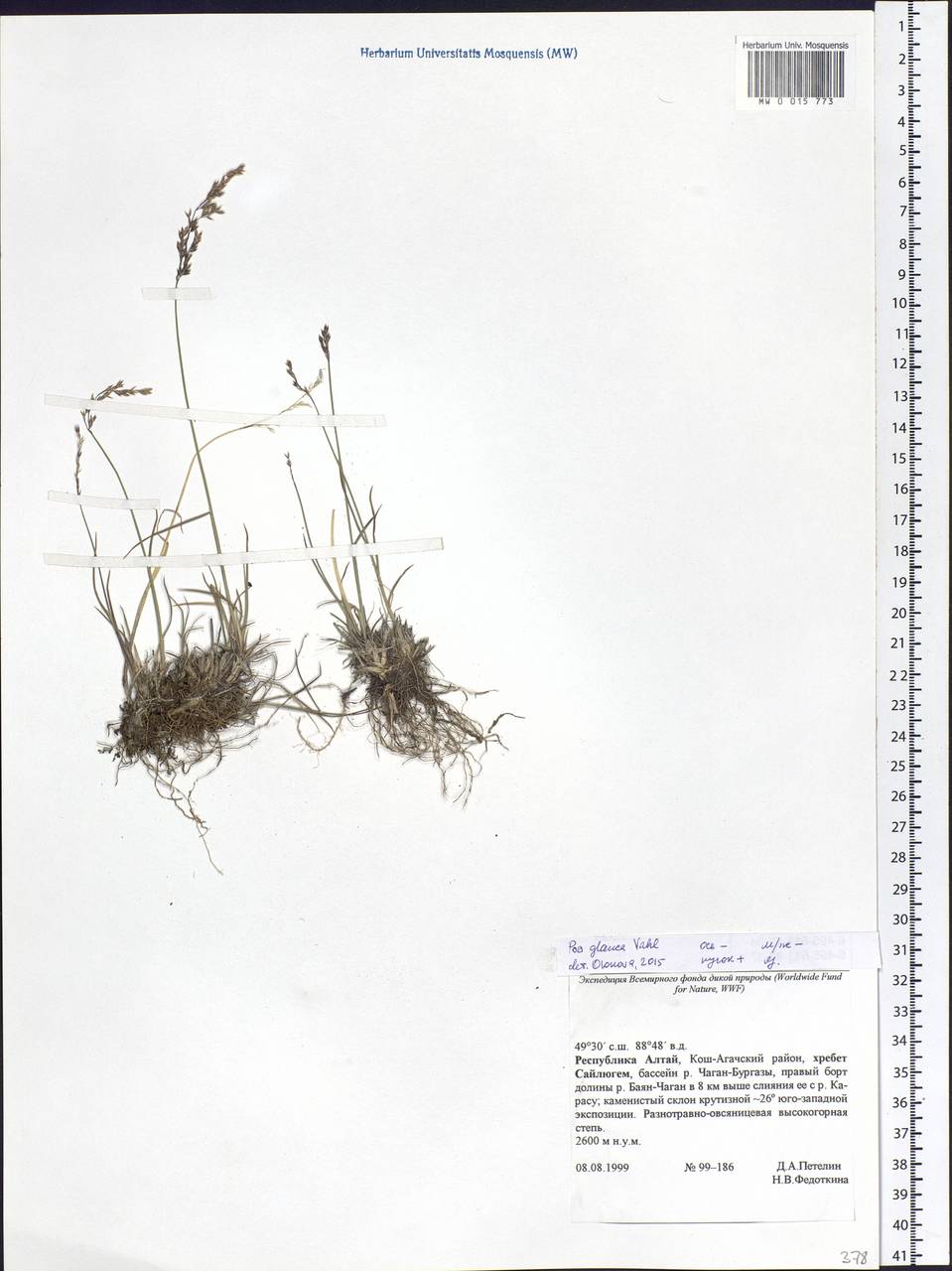 Poa glauca Vahl, Siberia, Altai & Sayany Mountains (S2) (Russia)