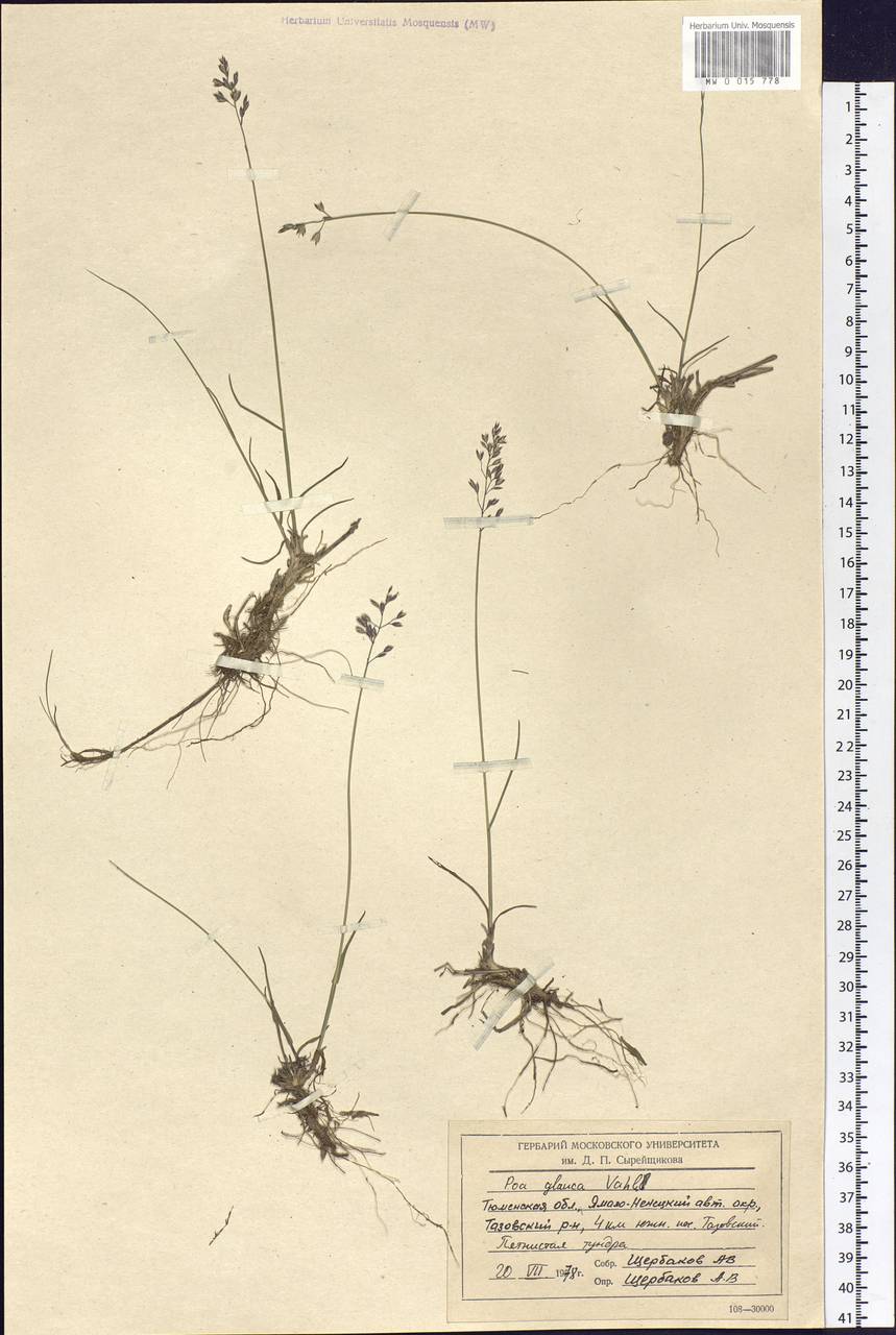 Poa glauca Vahl, Siberia, Western Siberia (S1) (Russia)