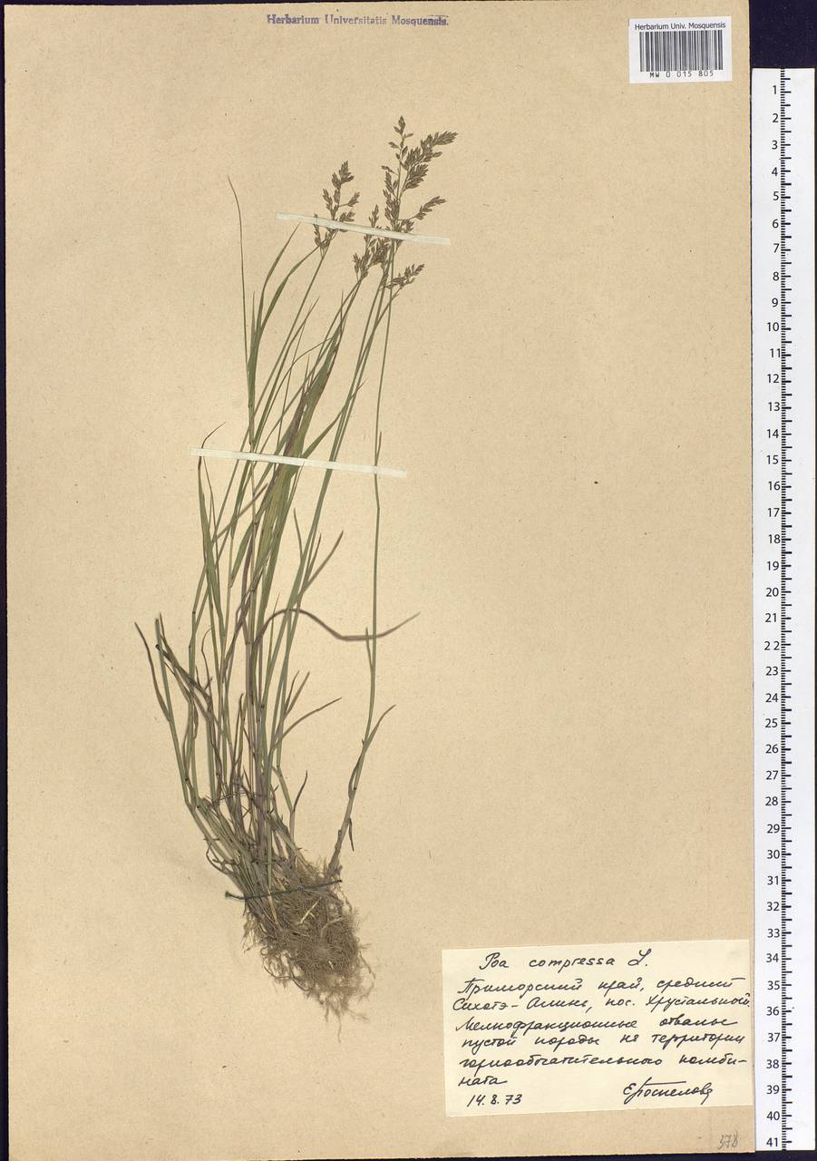 Poa compressa L., Siberia, Russian Far East (S6) (Russia)