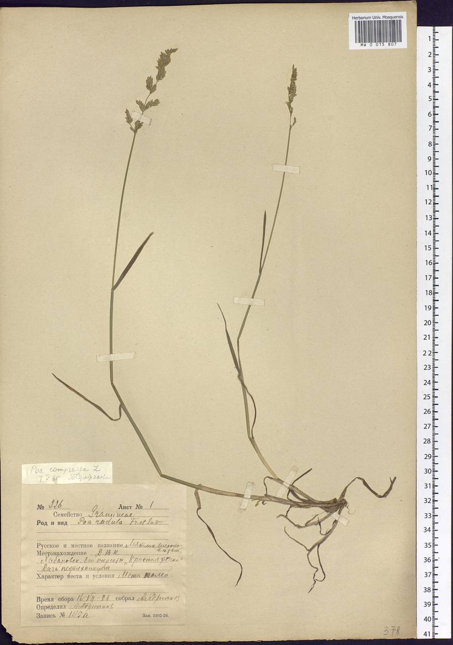 Poa compressa L., Siberia, Russian Far East (S6) (Russia)