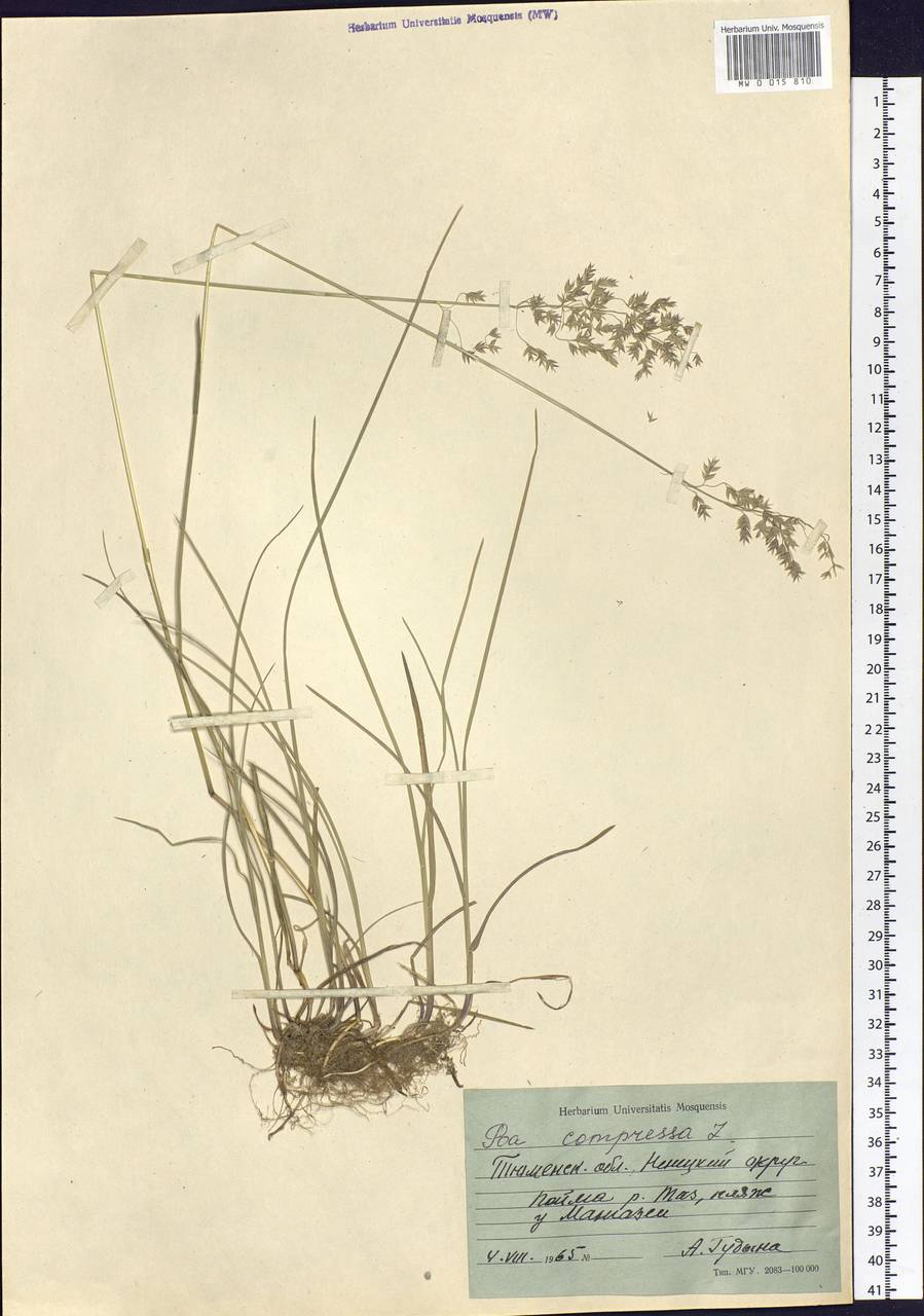 Poa compressa L., Siberia, Western Siberia (S1) (Russia)