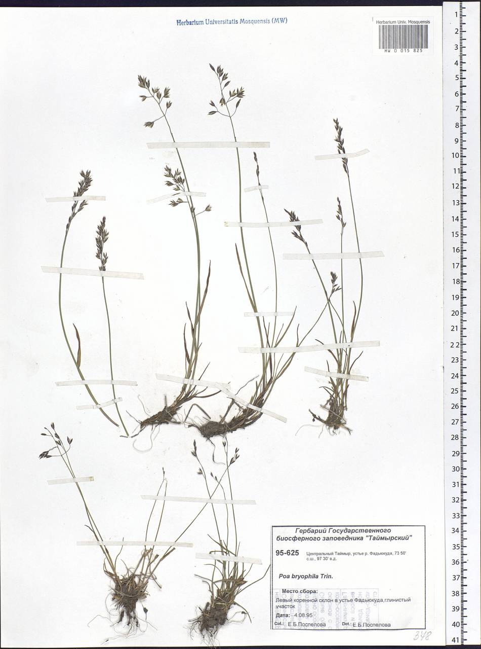 Poa glauca subsp. glauca, Siberia, Central Siberia (S3) (Russia)