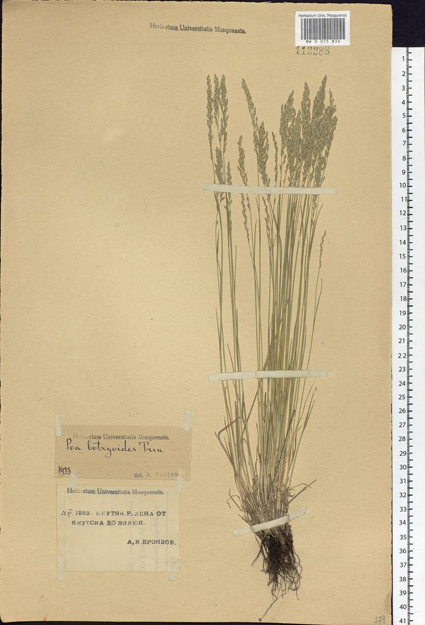 Poa attenuata Trin., Siberia, Yakutia (S5) (Russia)
