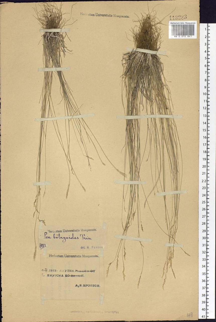 Poa attenuata Trin., Siberia, Yakutia (S5) (Russia)