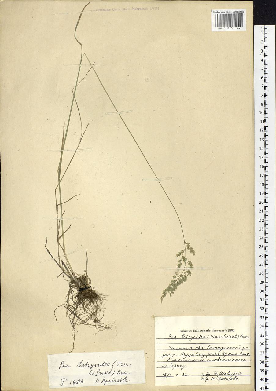 Poa attenuata Trin., Siberia, Baikal & Transbaikal region (S4) (Russia)
