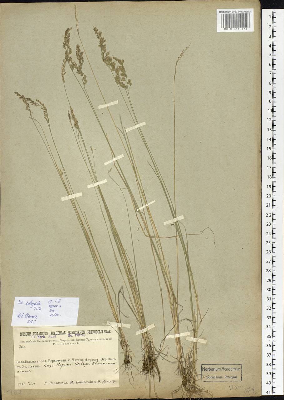 Poa attenuata Trin., Siberia, Baikal & Transbaikal region (S4) (Russia)