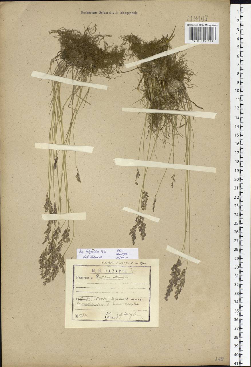 Poa attenuata Trin., Siberia, Baikal & Transbaikal region (S4) (Russia)