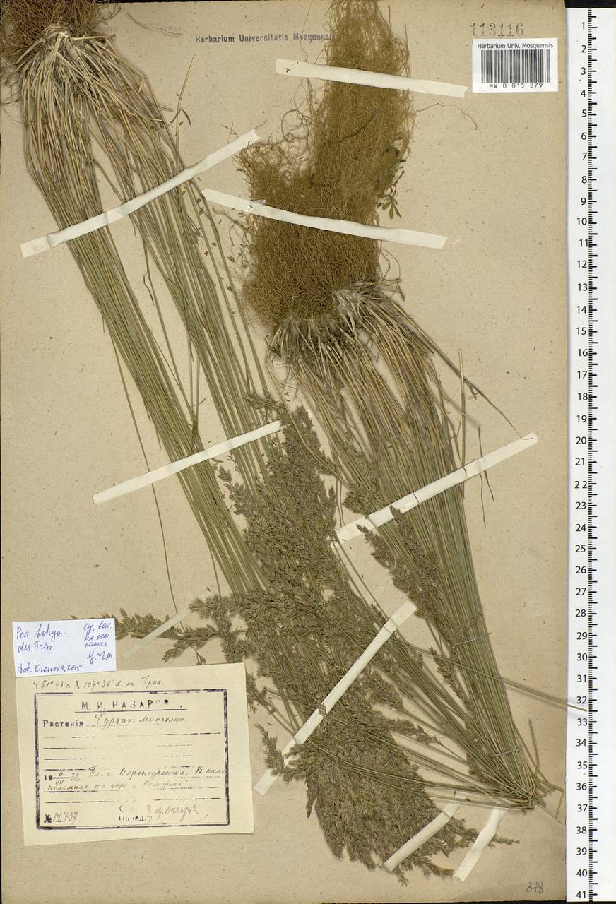 Poa attenuata Trin., Siberia, Baikal & Transbaikal region (S4) (Russia)