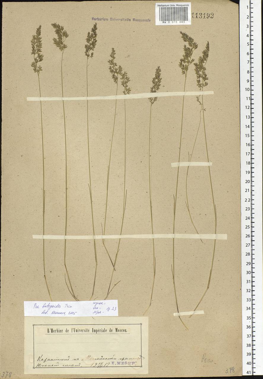 Poa attenuata Trin., Siberia, Baikal & Transbaikal region (S4) (Russia)
