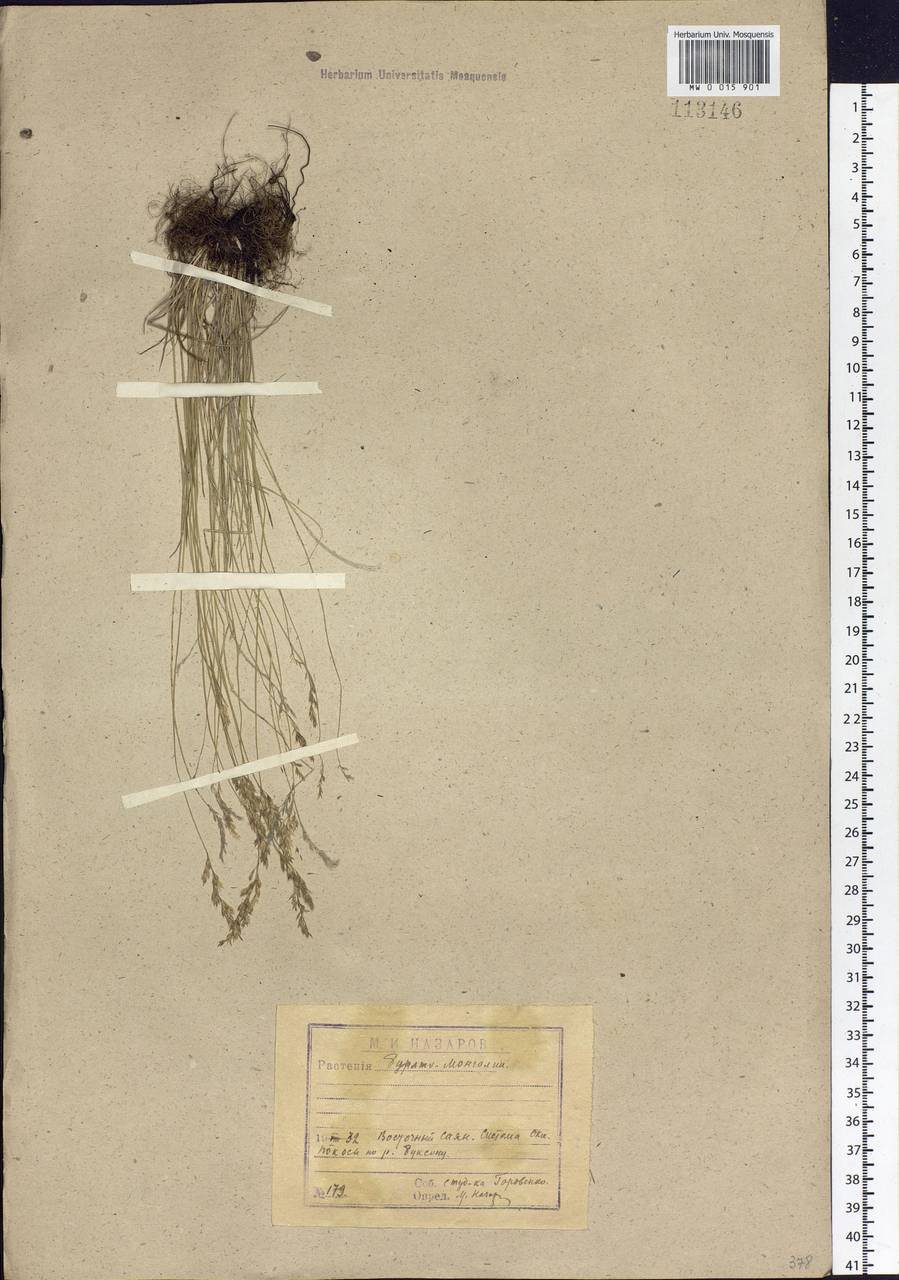 Poa attenuata Trin., Siberia, Baikal & Transbaikal region (S4) (Russia)