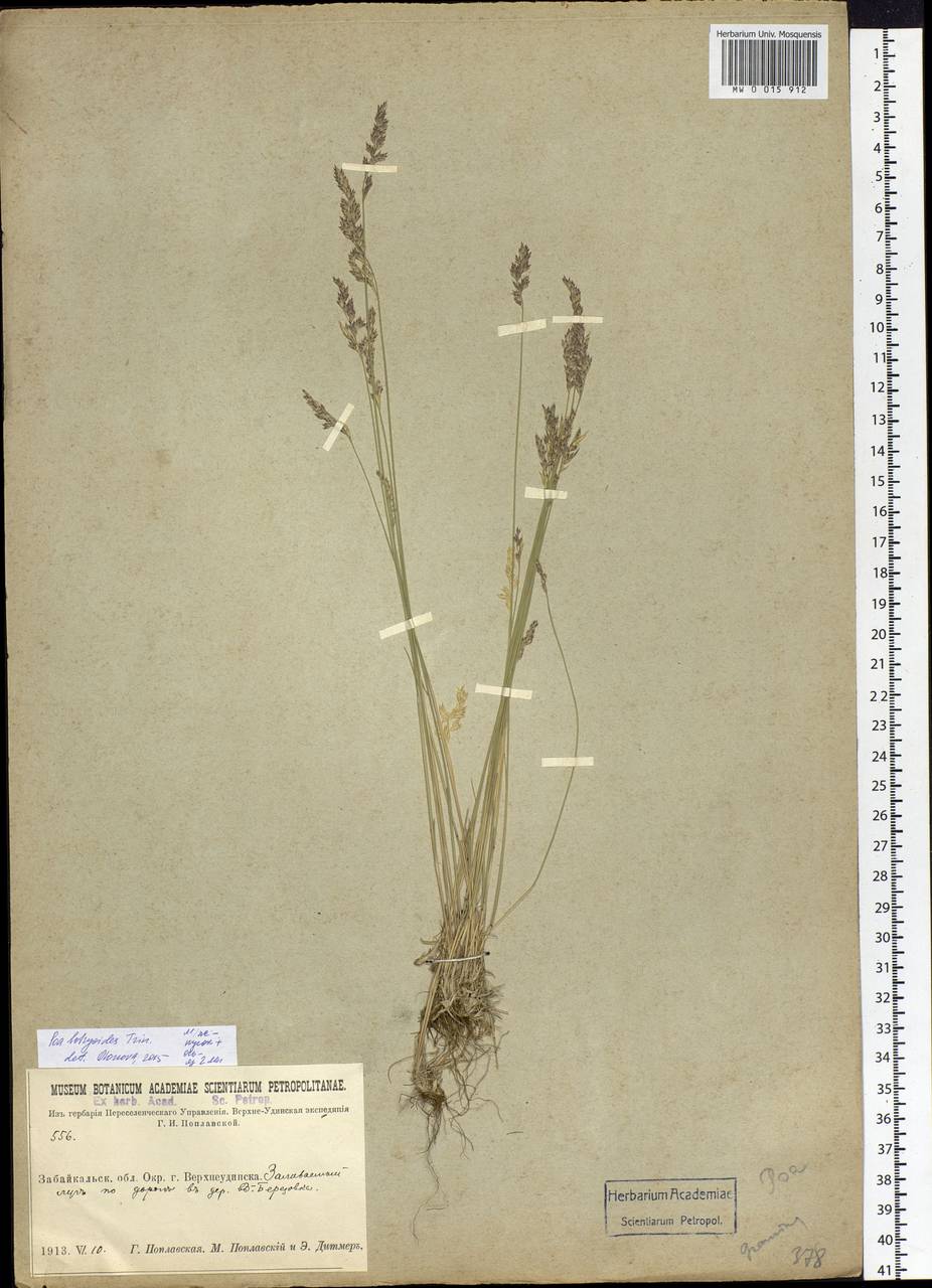 Poa attenuata Trin., Siberia, Baikal & Transbaikal region (S4) (Russia)