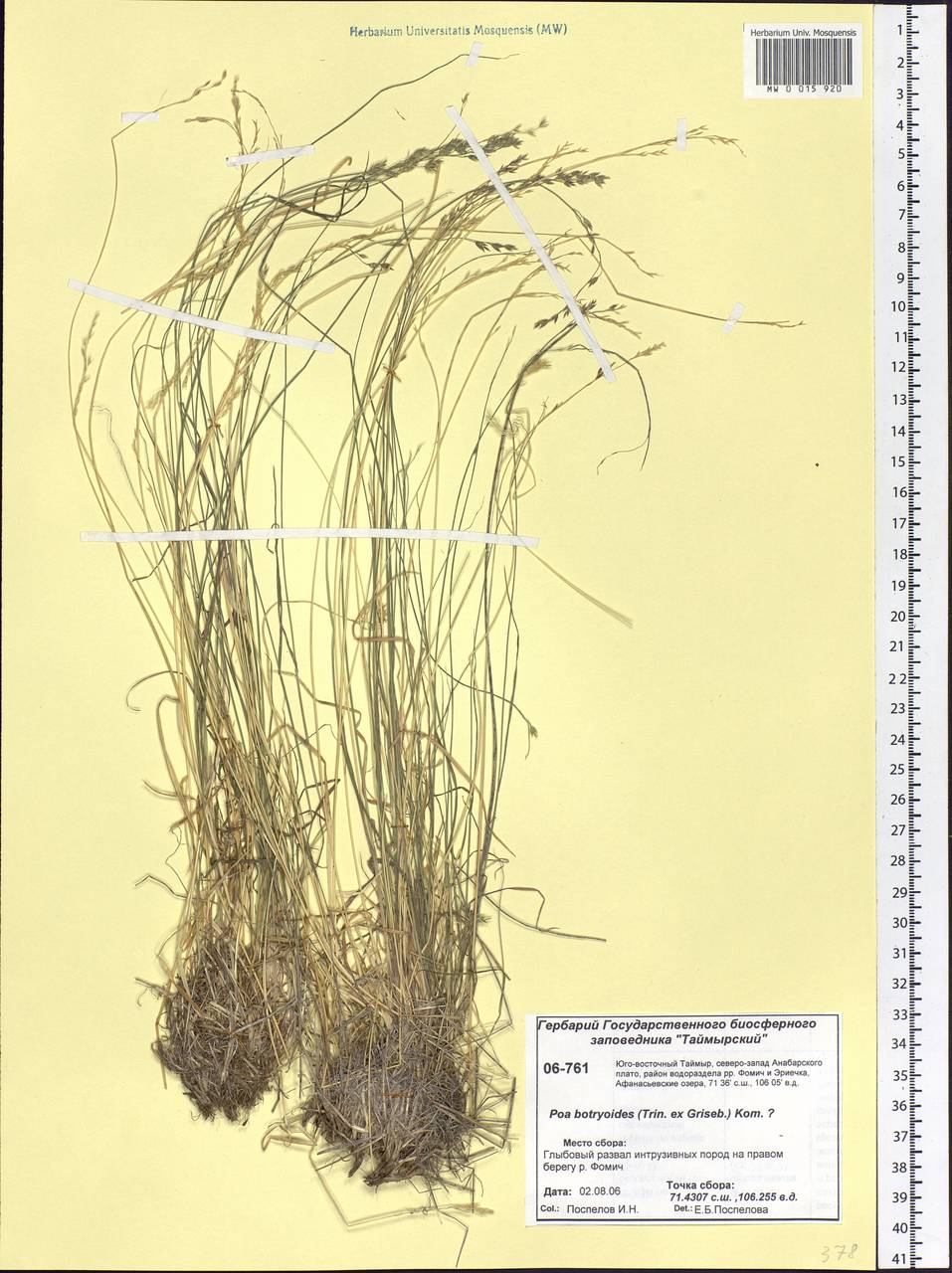 Poa attenuata Trin., Siberia, Central Siberia (S3) (Russia)