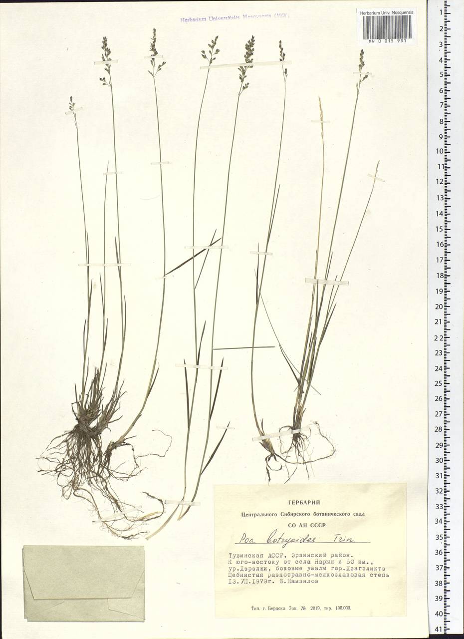 Poa attenuata Trin., Siberia, Altai & Sayany Mountains (S2) (Russia)