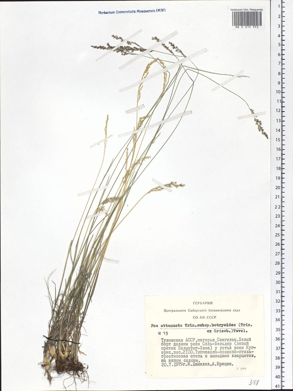 Poa attenuata Trin., Siberia, Altai & Sayany Mountains (S2) (Russia)
