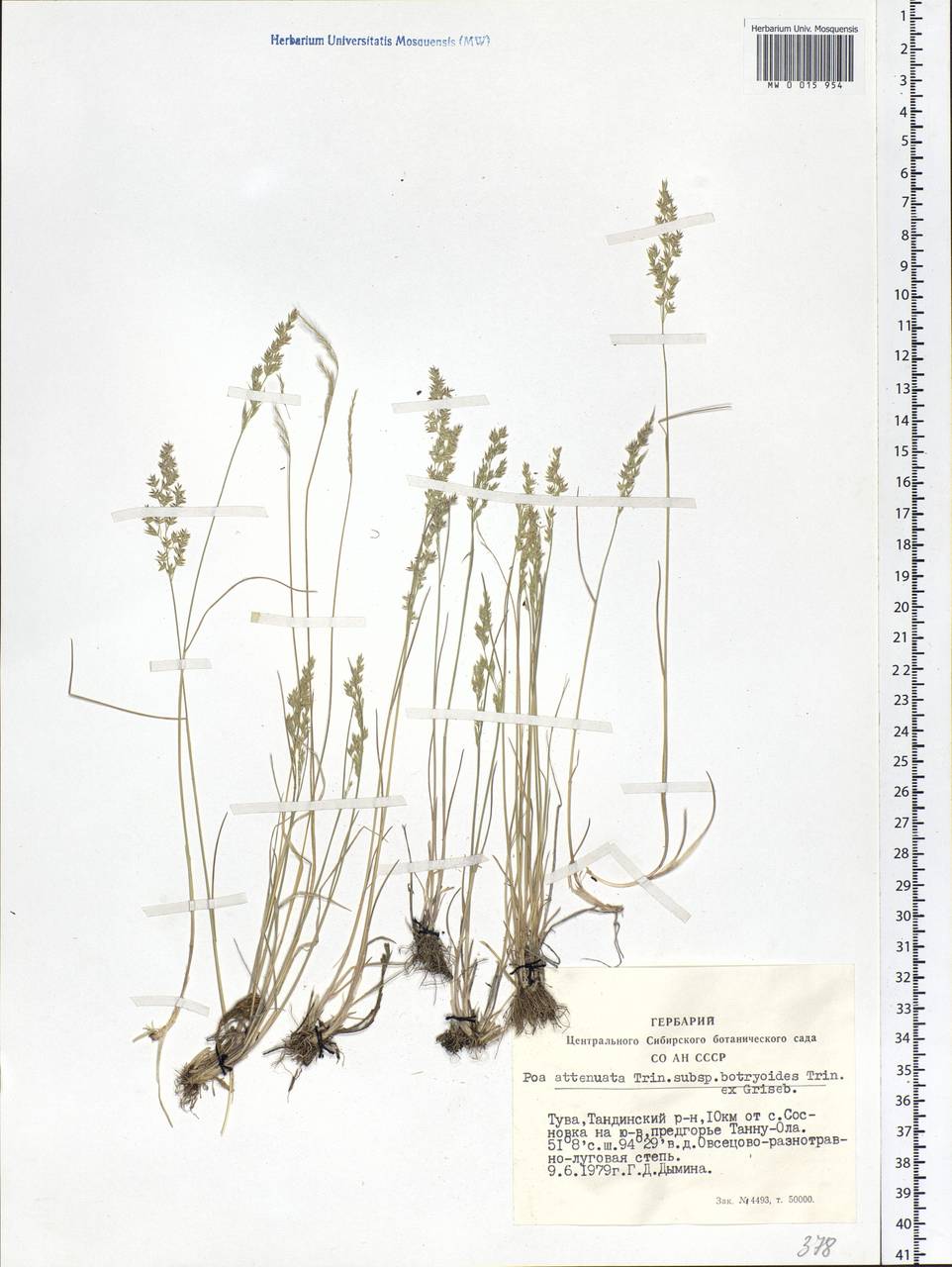 Poa attenuata Trin., Siberia, Altai & Sayany Mountains (S2) (Russia)