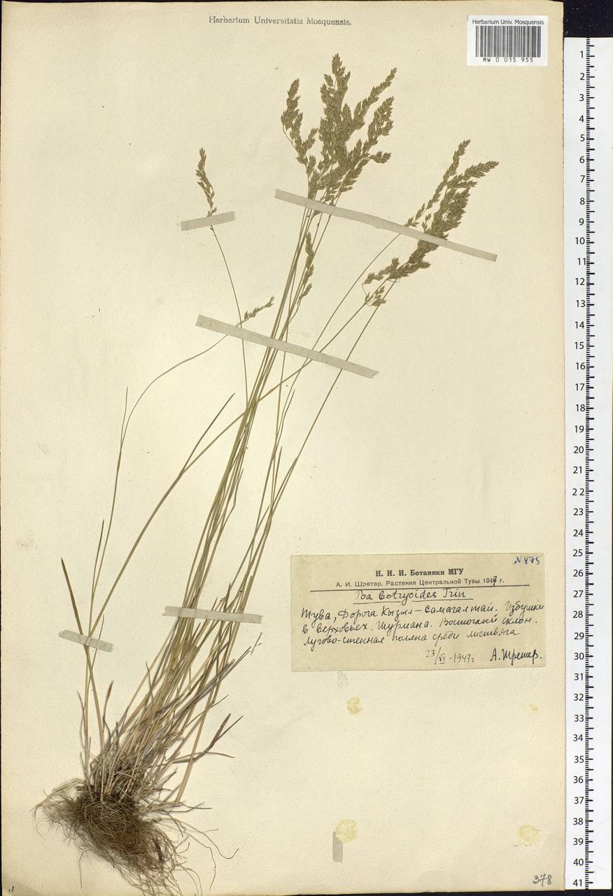 Poa attenuata Trin., Siberia, Altai & Sayany Mountains (S2) (Russia)