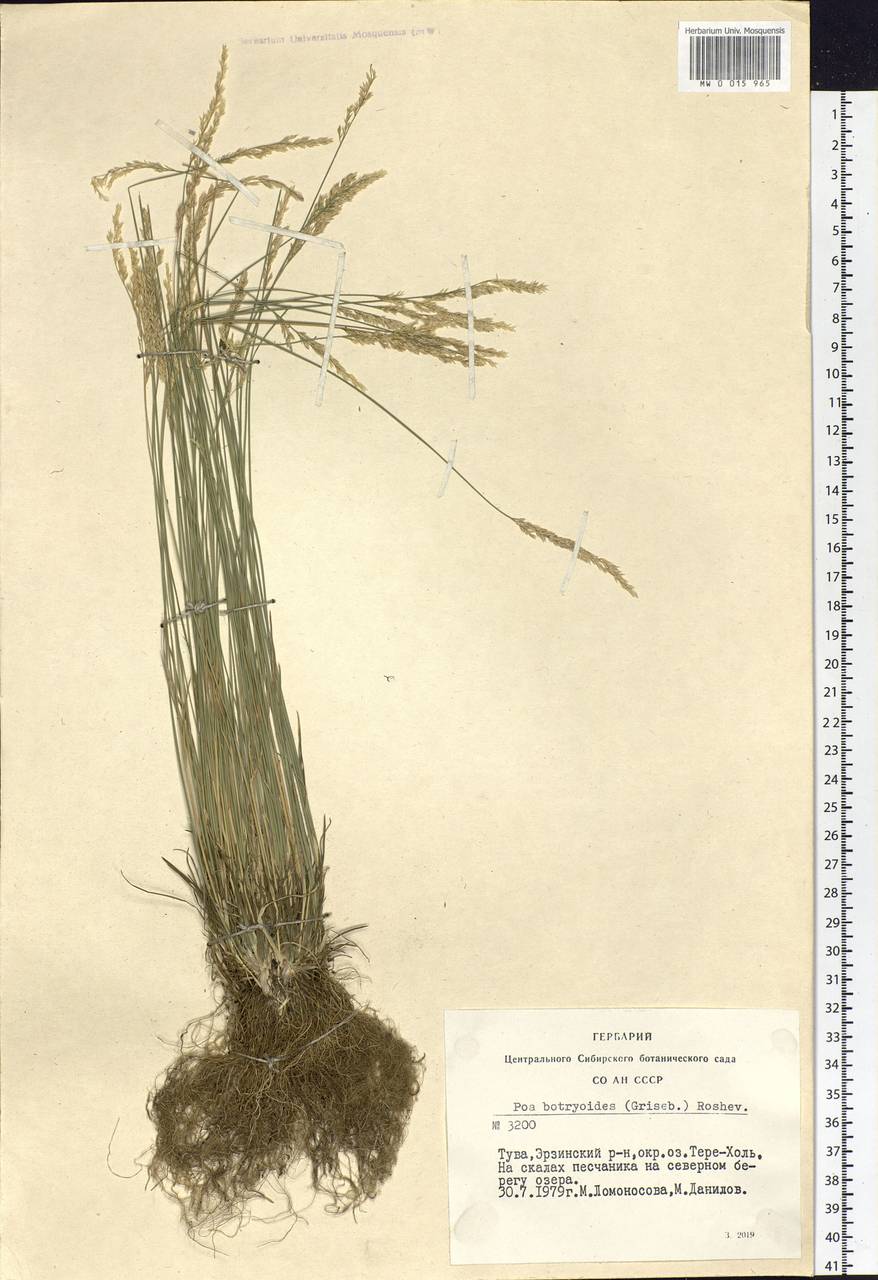 Poa attenuata Trin., Siberia, Altai & Sayany Mountains (S2) (Russia)