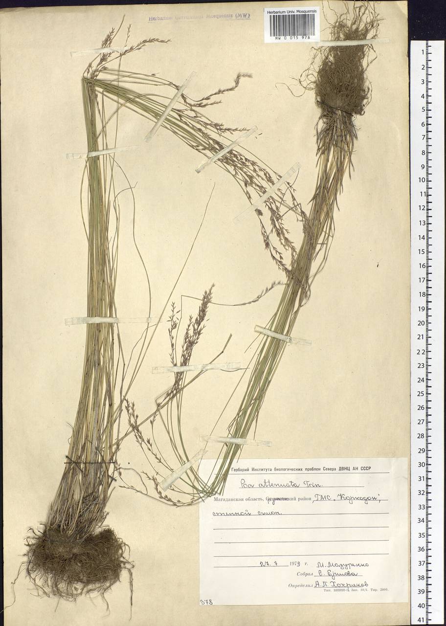 Poa attenuata Trin., Siberia, Chukotka & Kamchatka (S7) (Russia)