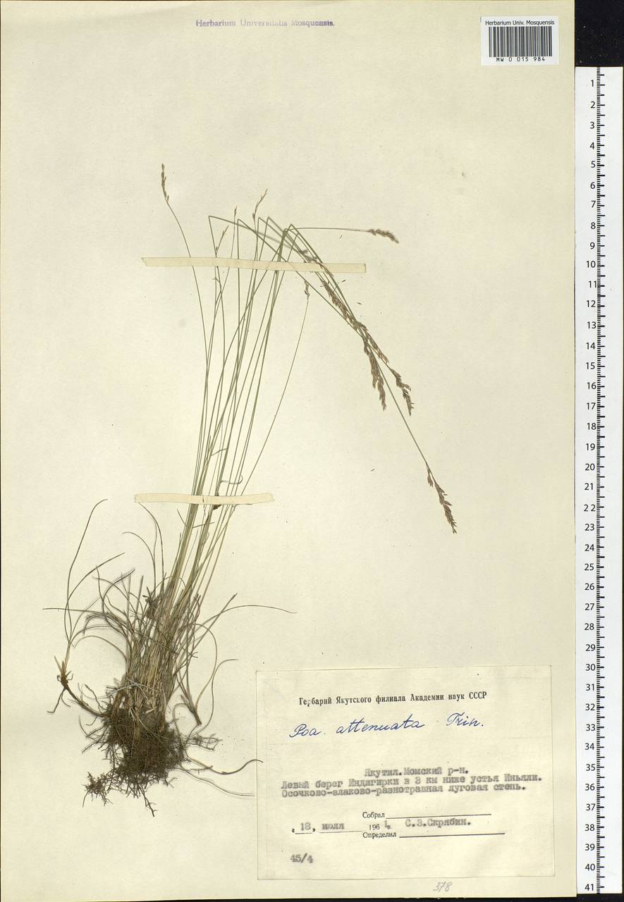 Poa attenuata Trin., Siberia, Yakutia (S5) (Russia)