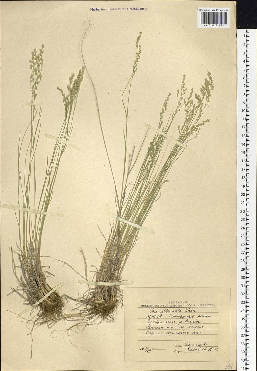 Poa attenuata Trin., Siberia, Yakutia (S5) (Russia)