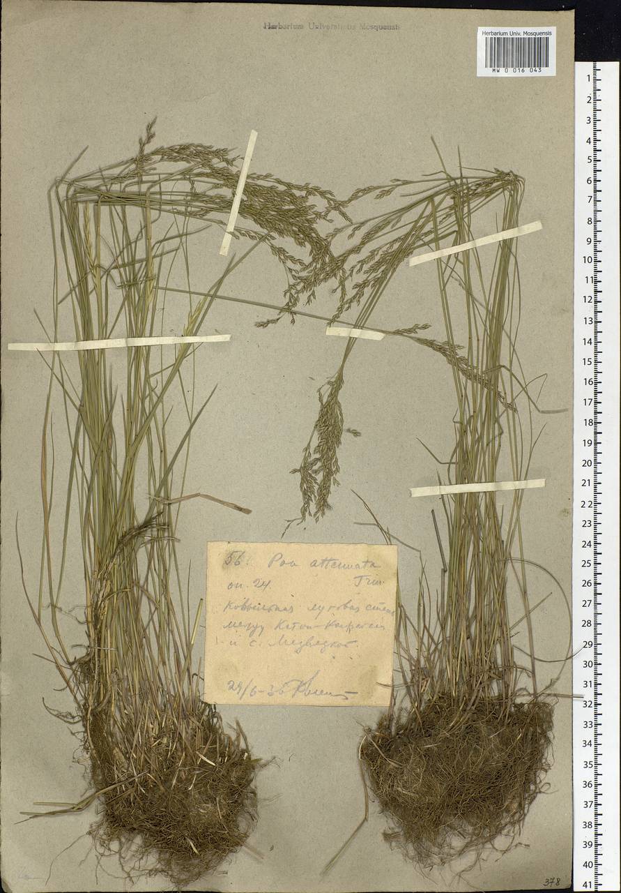 Poa attenuata Trin., Siberia, Western (Kazakhstan) Altai Mountains (S2a) (Kazakhstan)