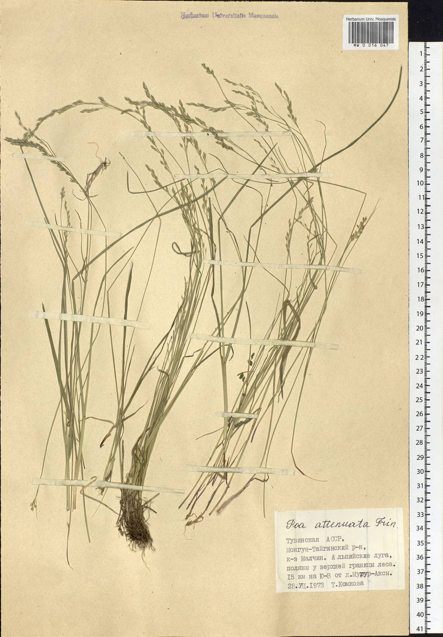 Poa attenuata Trin., Siberia, Altai & Sayany Mountains (S2) (Russia)