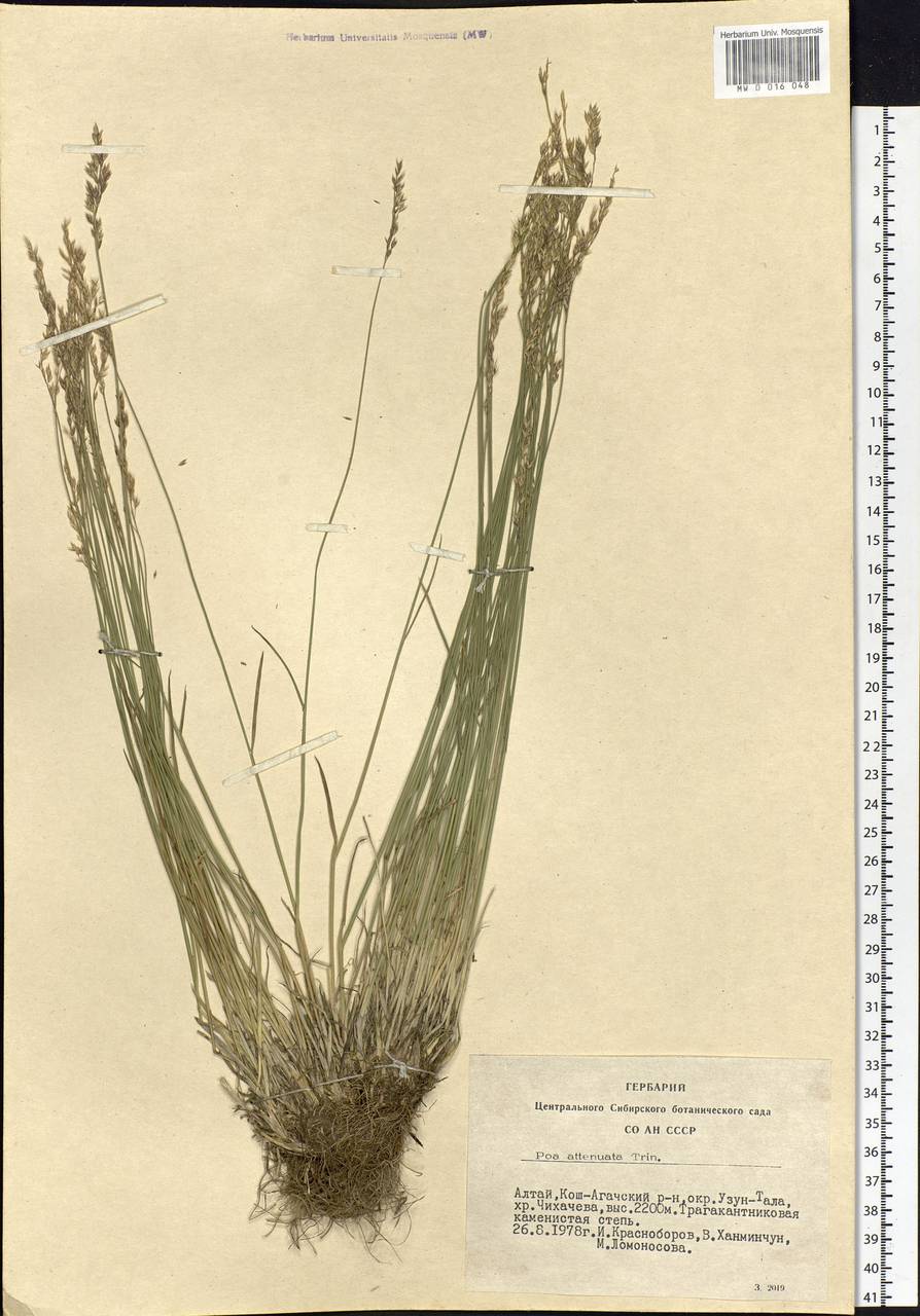 Poa attenuata Trin., Siberia, Altai & Sayany Mountains (S2) (Russia)