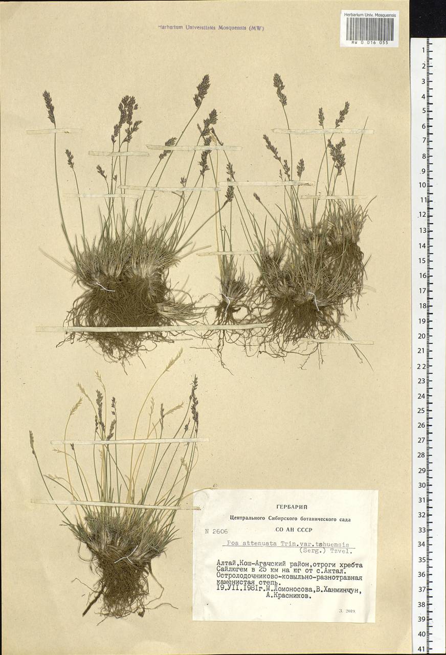 Poa attenuata Trin., Siberia, Altai & Sayany Mountains (S2) (Russia)