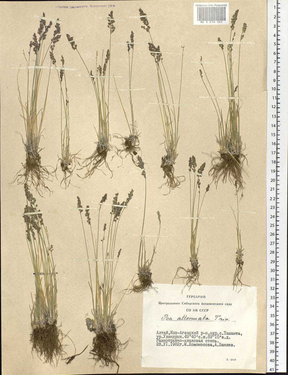 Poa attenuata Trin., Siberia, Altai & Sayany Mountains (S2) (Russia)