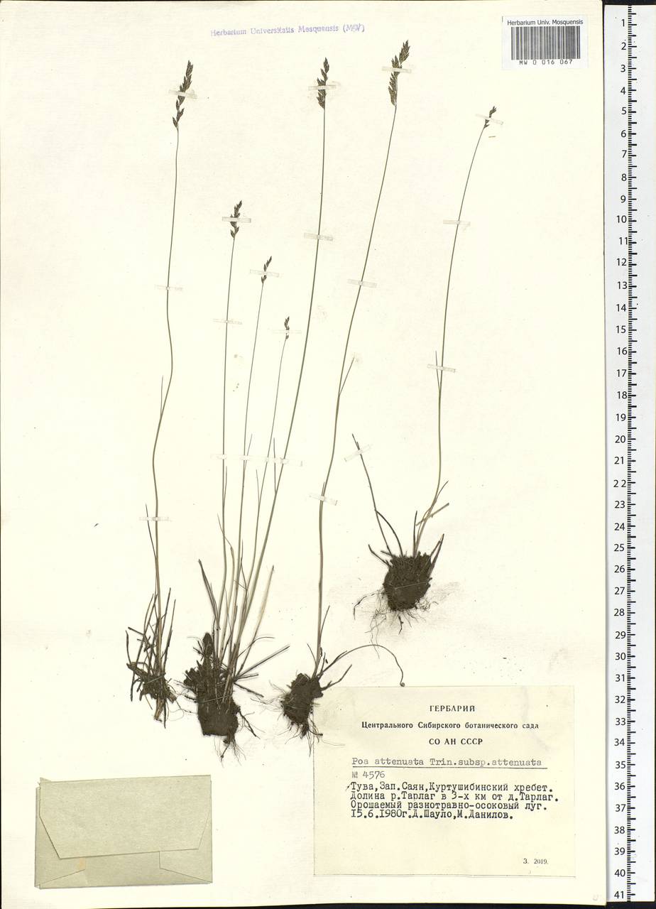 Poa attenuata Trin., Siberia, Altai & Sayany Mountains (S2) (Russia)