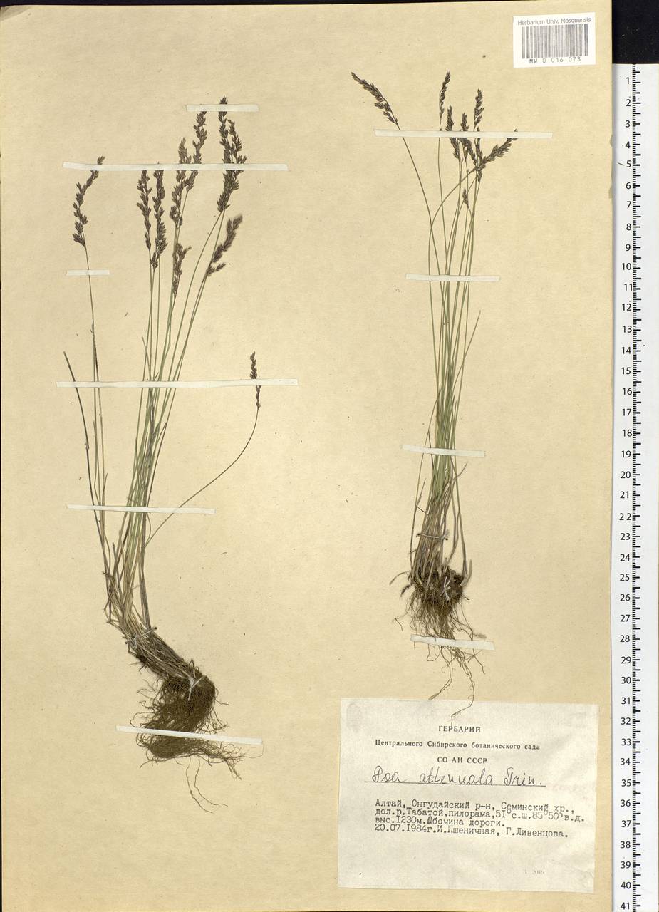 Poa attenuata Trin., Siberia, Altai & Sayany Mountains (S2) (Russia)