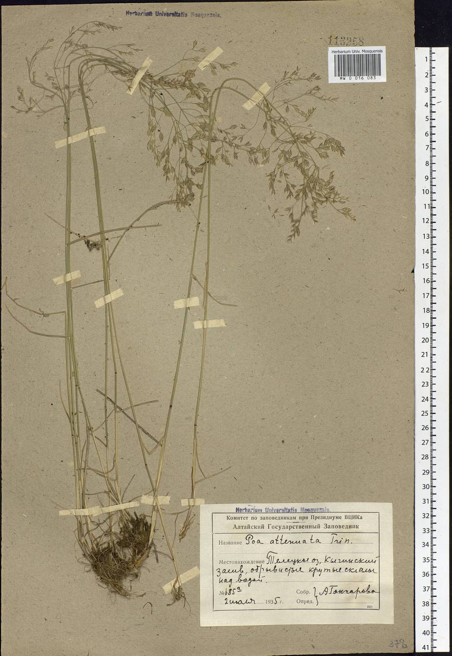 Poa attenuata Trin., Siberia, Altai & Sayany Mountains (S2) (Russia)