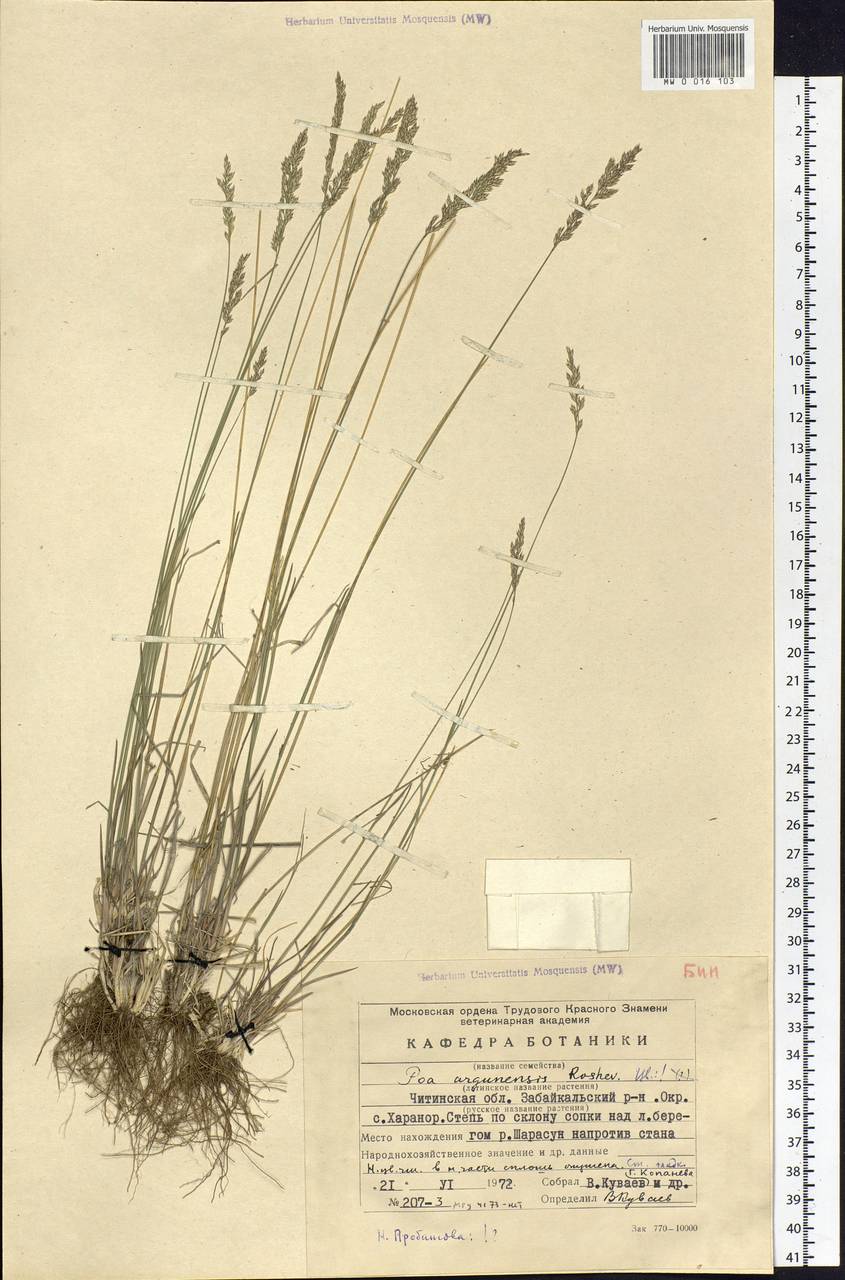Poa attenuata Trin., Siberia, Baikal & Transbaikal region (S4) (Russia)