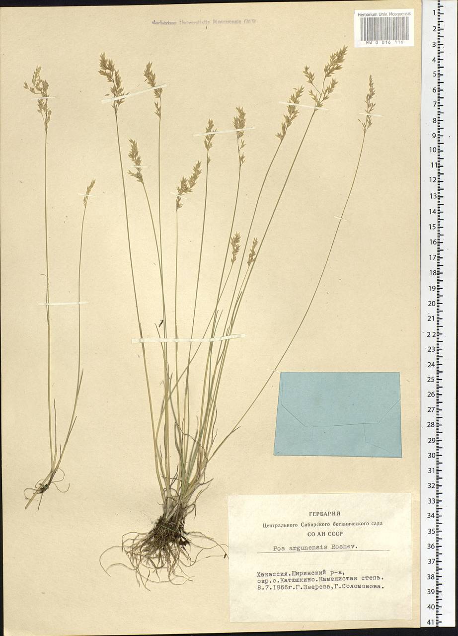 Poa attenuata Trin., Siberia, Altai & Sayany Mountains (S2) (Russia)