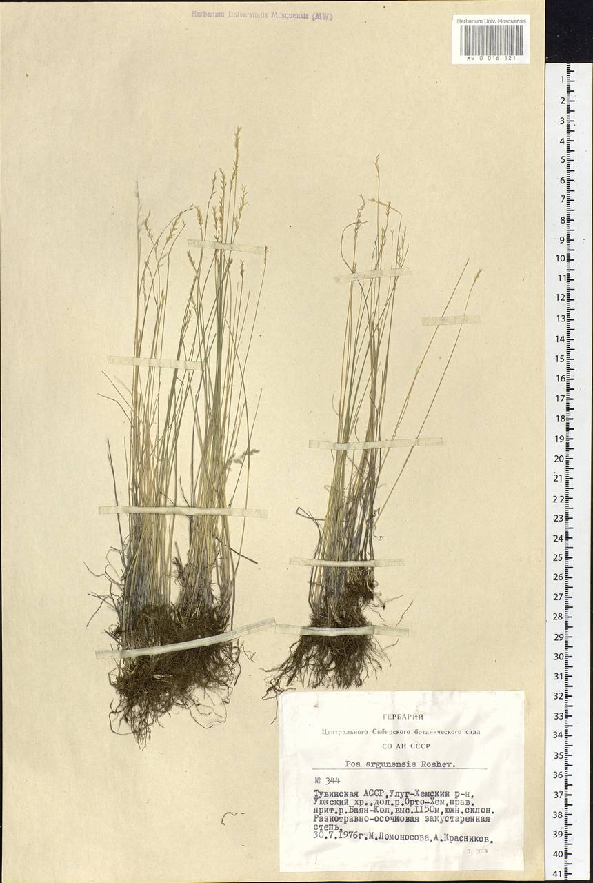 Poa attenuata Trin., Siberia, Altai & Sayany Mountains (S2) (Russia)