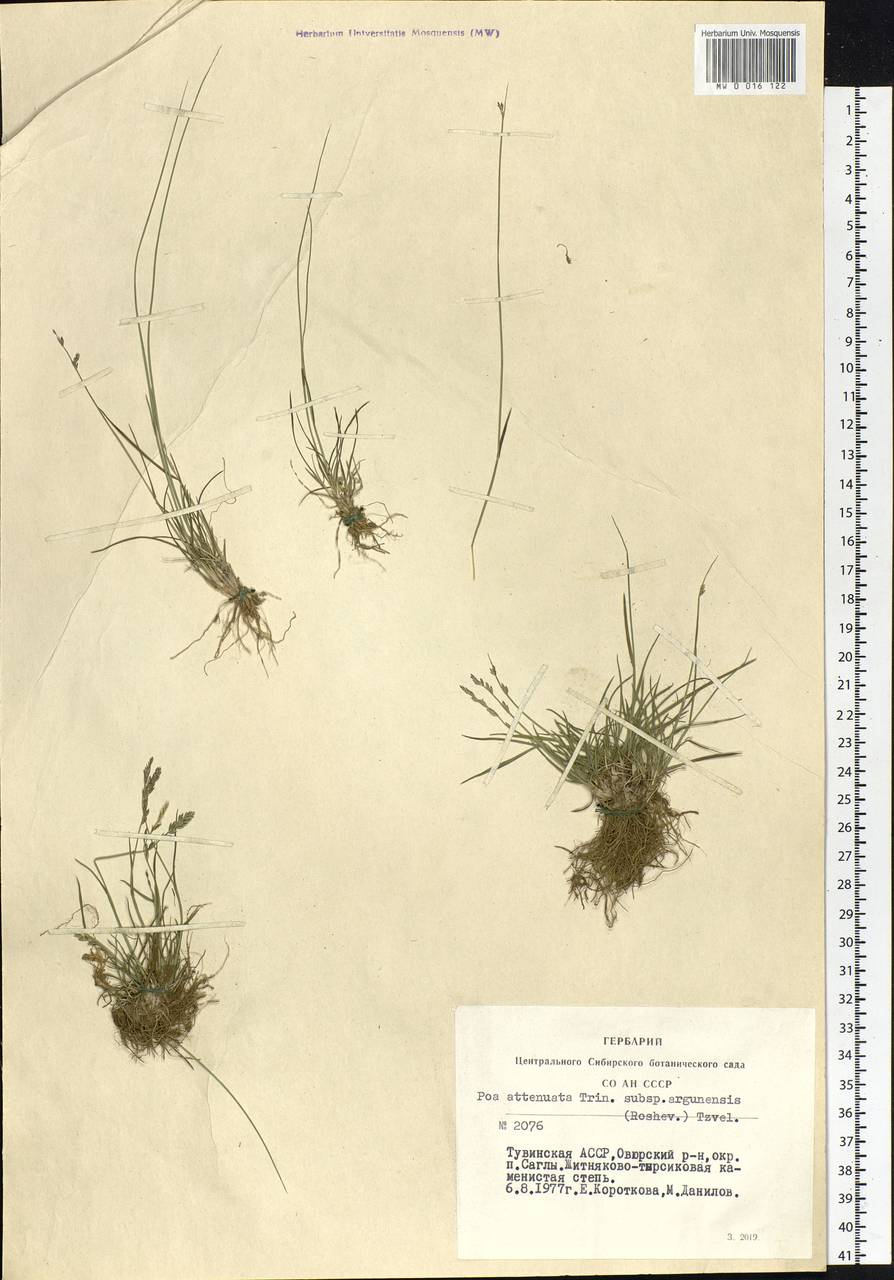 Poa attenuata Trin., Siberia, Altai & Sayany Mountains (S2) (Russia)