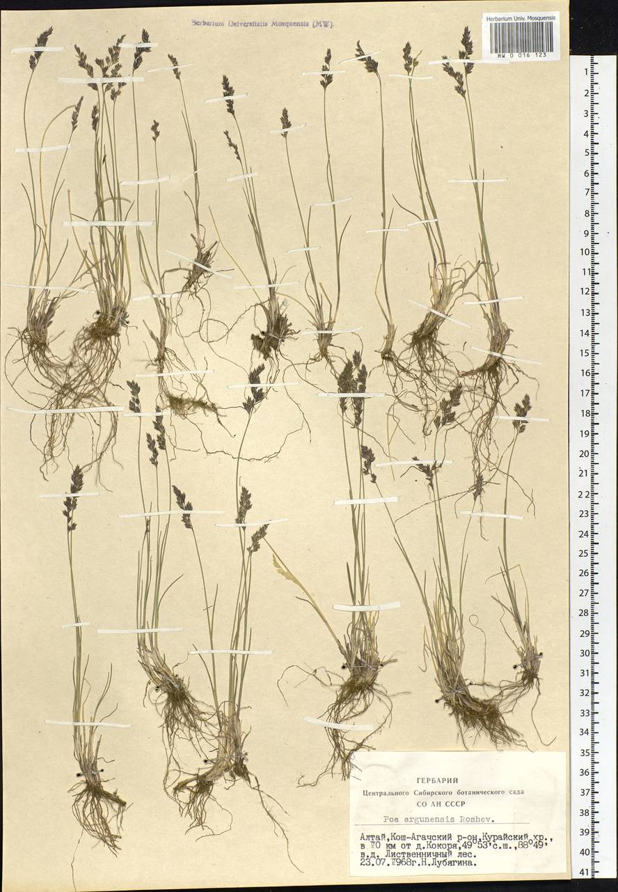 Poa attenuata Trin., Siberia, Altai & Sayany Mountains (S2) (Russia)