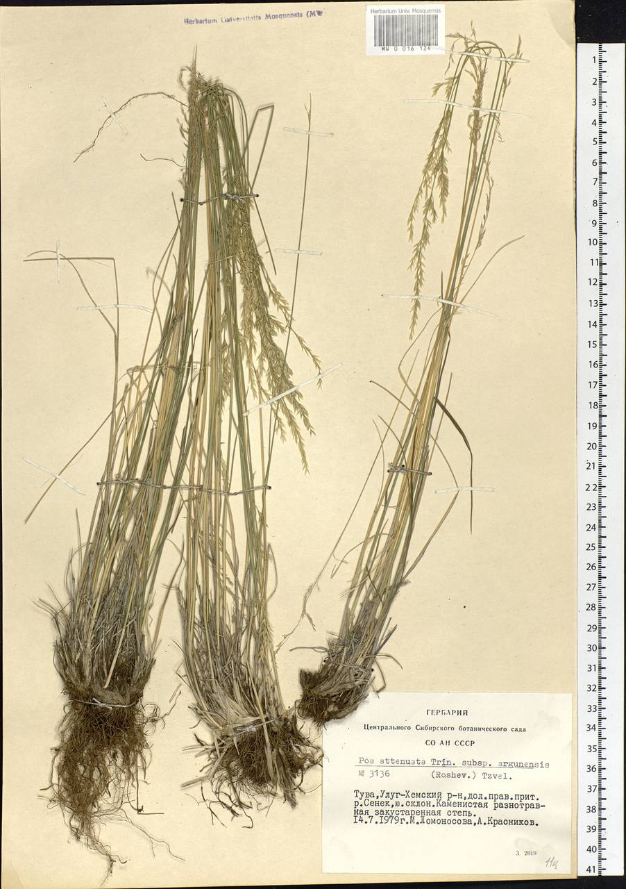 Poa attenuata Trin., Siberia, Altai & Sayany Mountains (S2) (Russia)