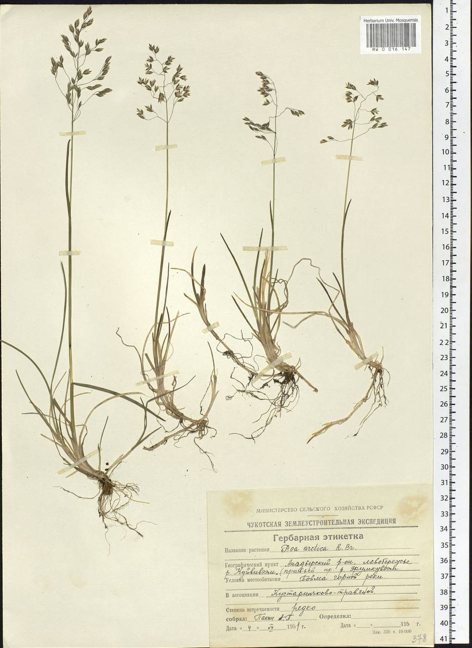 Poa arctica R.Br., Siberia, Chukotka & Kamchatka (S7) (Russia)