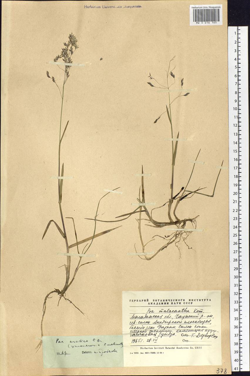 Poa arctica R.Br., Siberia, Chukotka & Kamchatka (S7) (Russia)