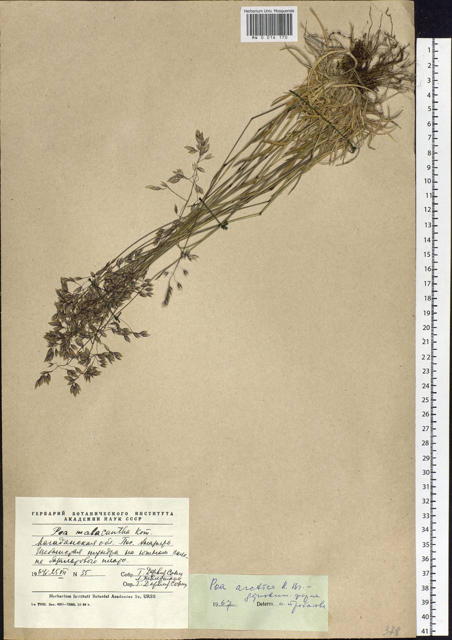 Poa arctica R.Br., Siberia, Chukotka & Kamchatka (S7) (Russia)