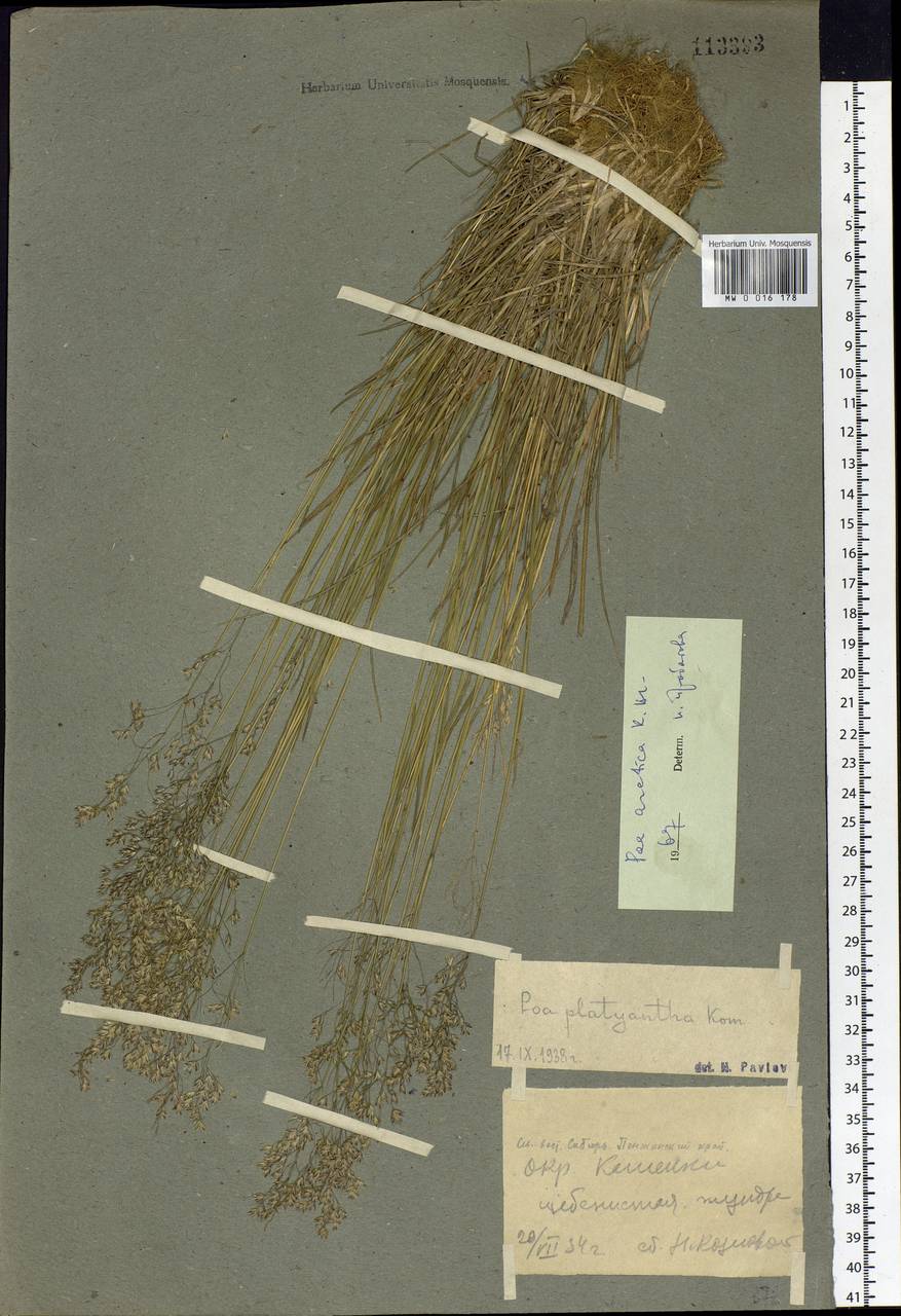 Poa arctica R.Br., Siberia, Chukotka & Kamchatka (S7) (Russia)