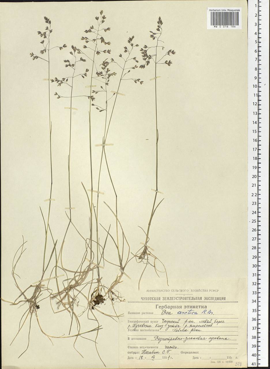 Poa arctica R.Br., Siberia, Chukotka & Kamchatka (S7) (Russia)