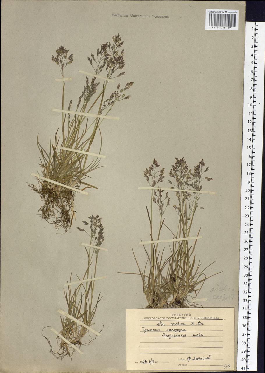 Poa arctica R.Br., Siberia, Chukotka & Kamchatka (S7) (Russia)
