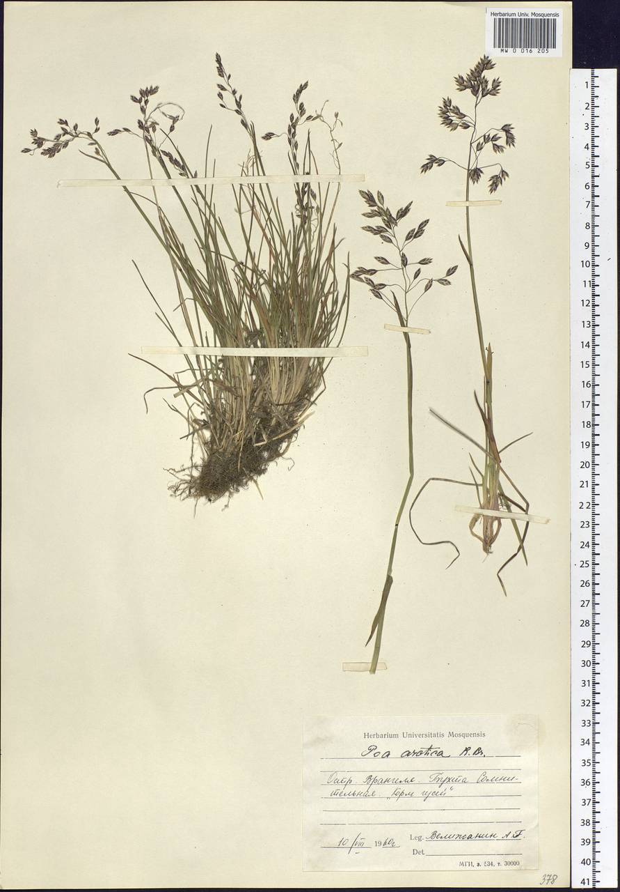 Poa arctica R.Br., Siberia, Chukotka & Kamchatka (S7) (Russia)