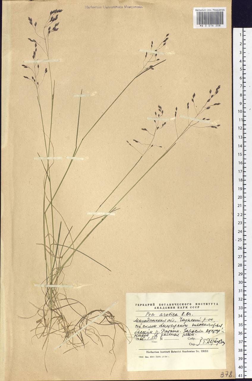 Poa arctica R.Br., Siberia, Chukotka & Kamchatka (S7) (Russia)
