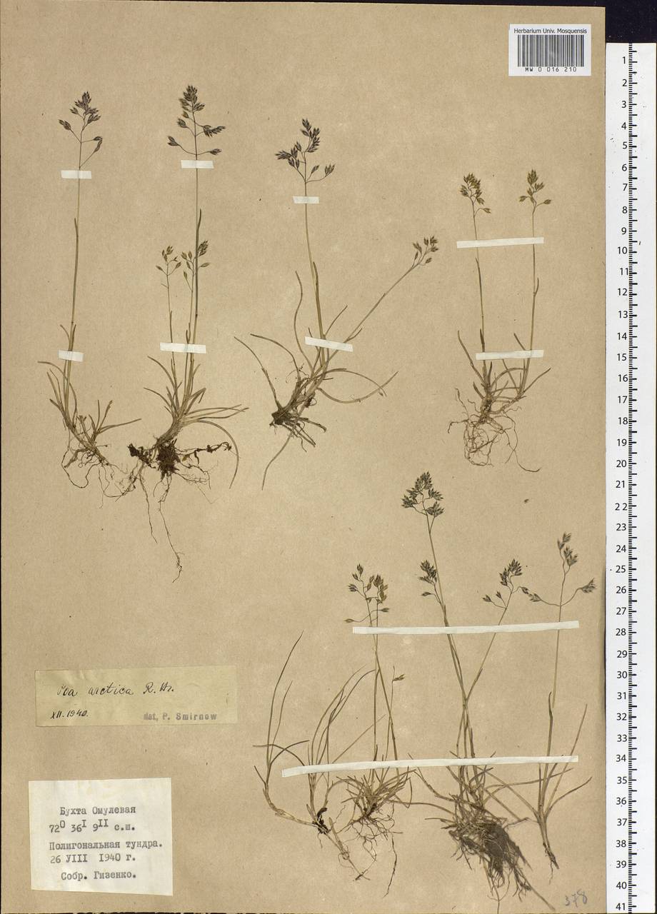 Poa arctica R.Br., Siberia, Central Siberia (S3) (Russia)