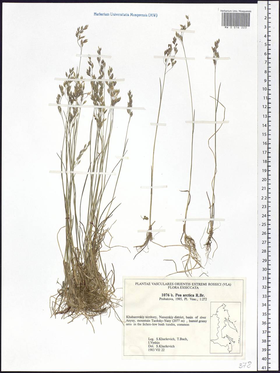 Poa arctica R.Br., Siberia, Russian Far East (S6) (Russia)